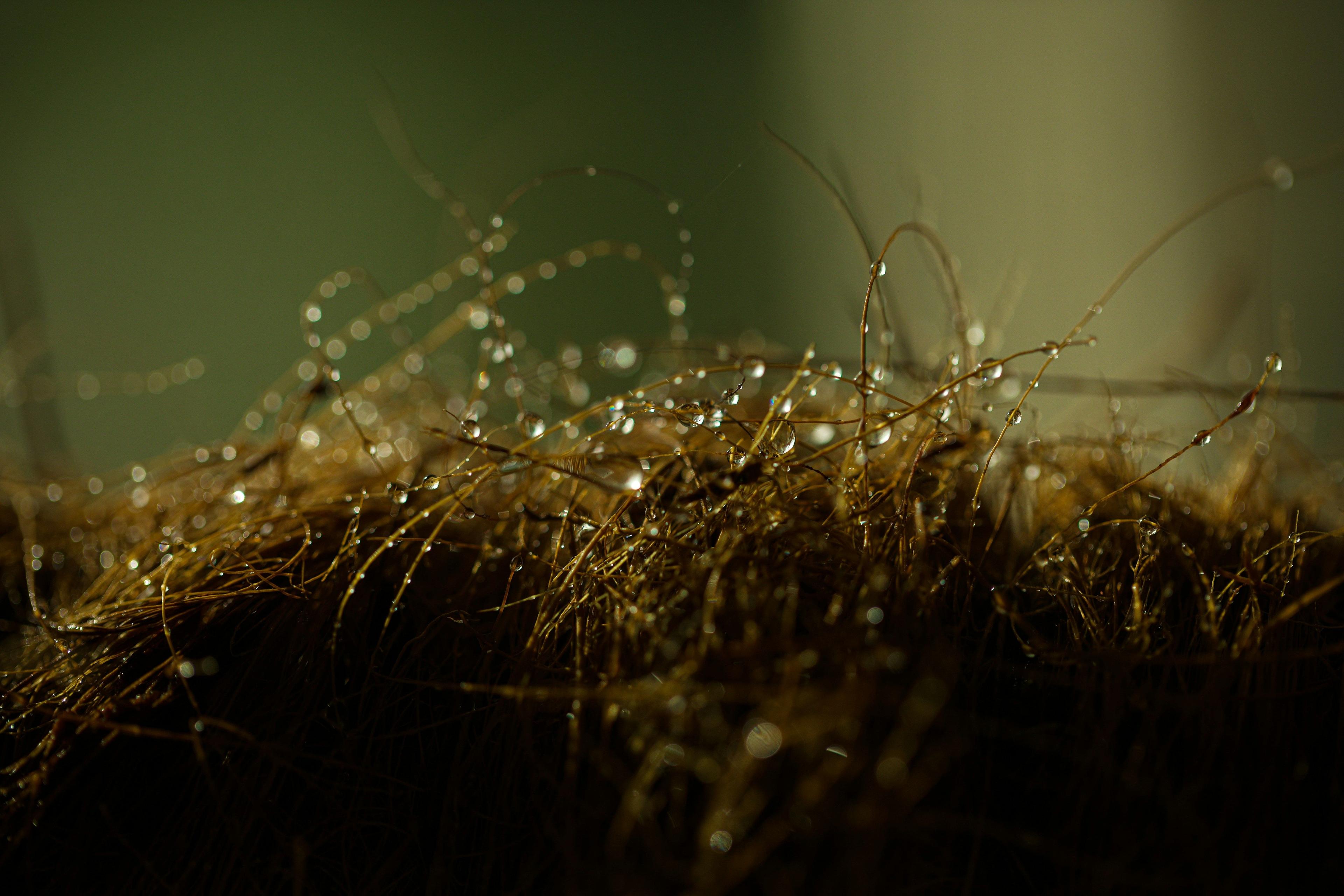 a close up of water droplets on a hair