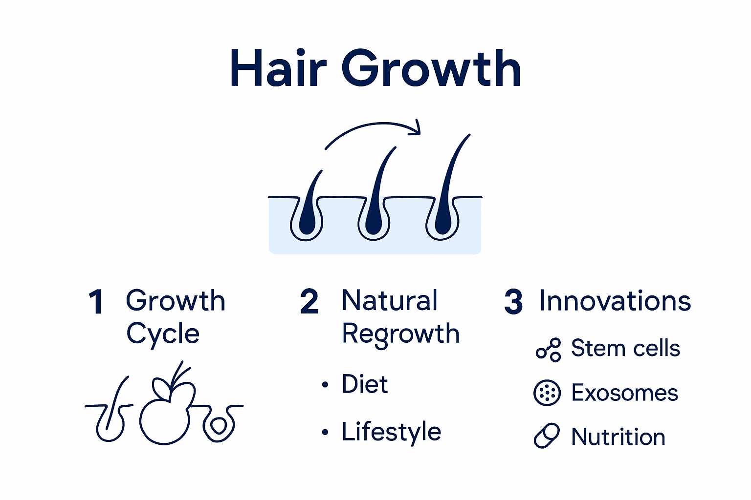 Infographie illustrant les différentes étapes du cycle naturel de croissance des cheveux ainsi que les principaux facteurs qui l’influencent.