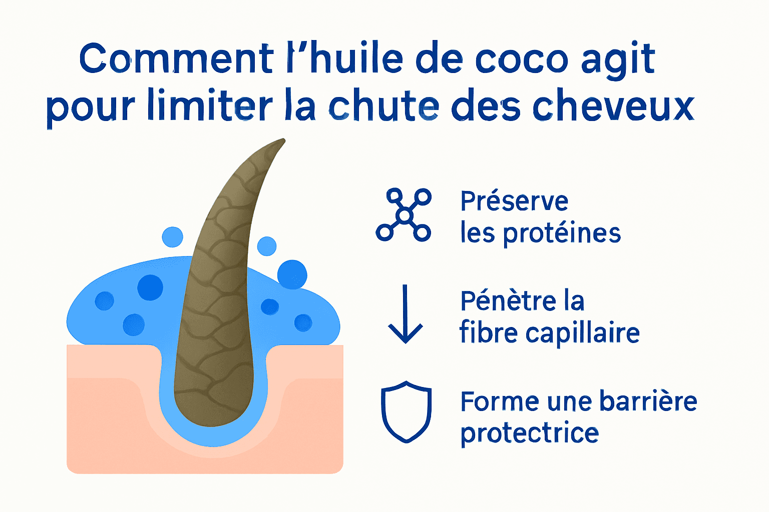 Infographie : comment l’huile de coco aide à prévenir la chute des cheveux