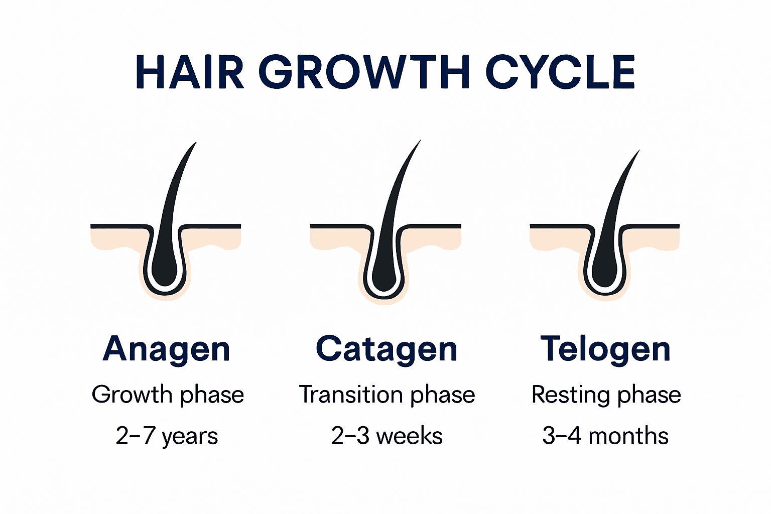 Diagram of hair growth cycle phases with details