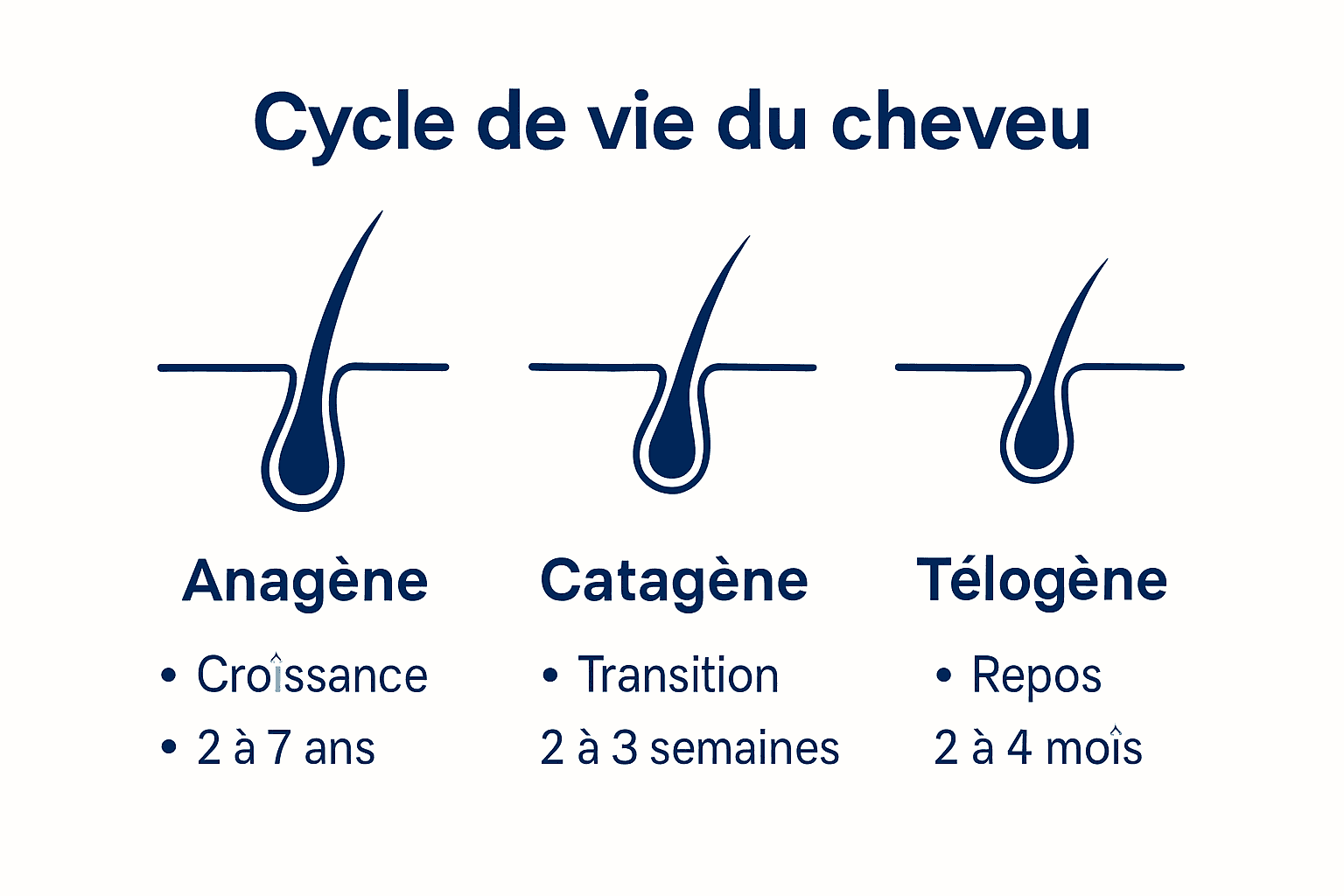 Schéma illustrant les différentes étapes du cycle de vie du cheveu, avec explications détaillées pour chaque phase.