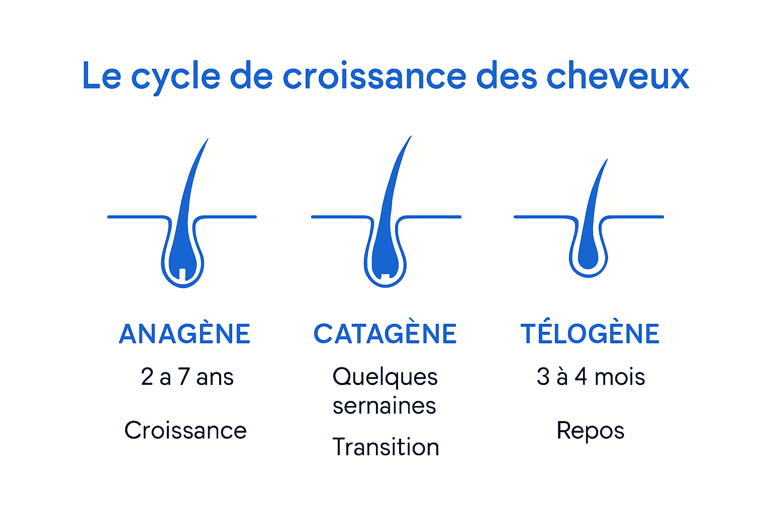 Infographie sur les phases du cycle de croissance des cheveux