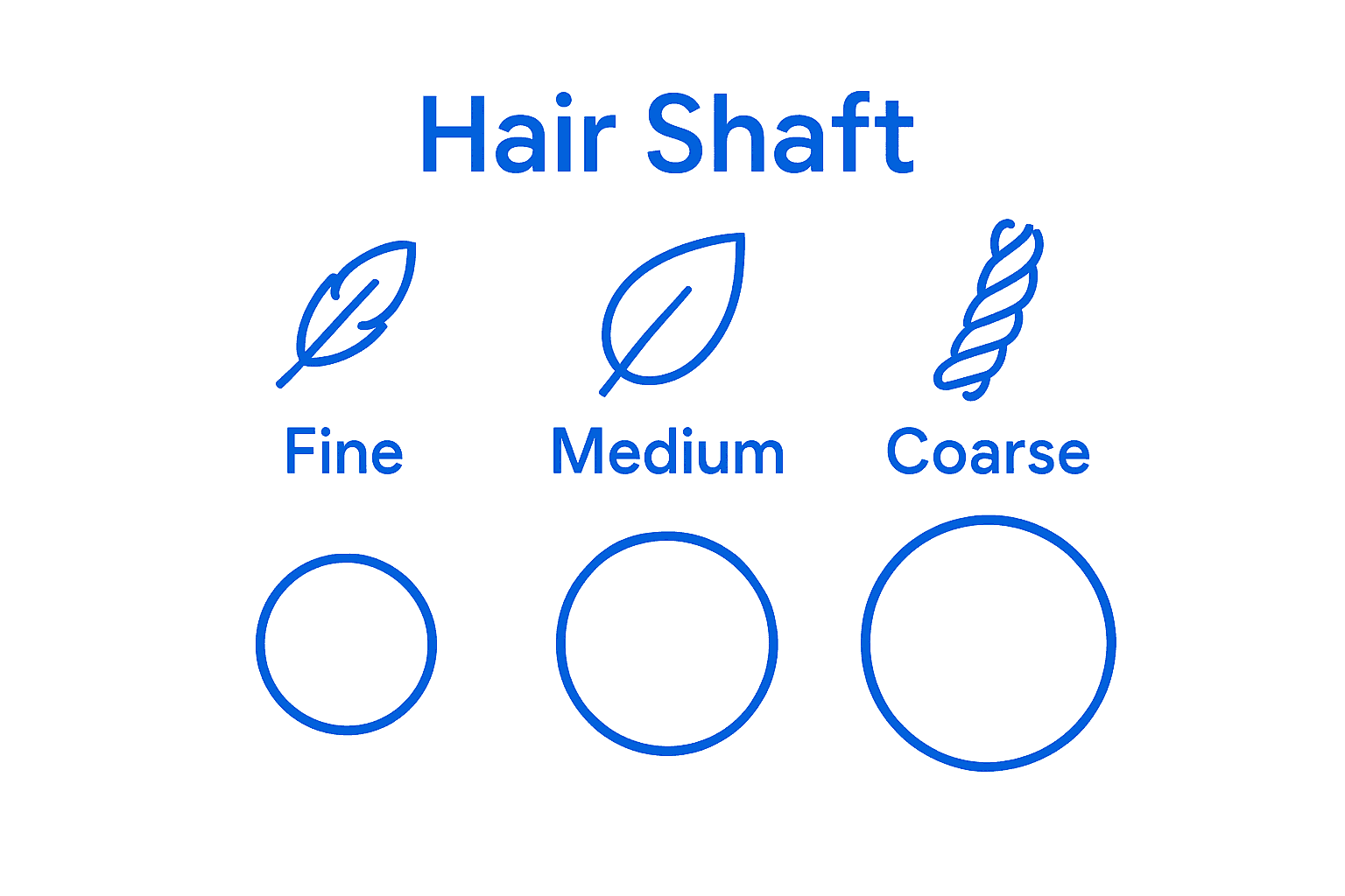 Side-by-side comparison of fine, medium, and coarse hair shaft thickness