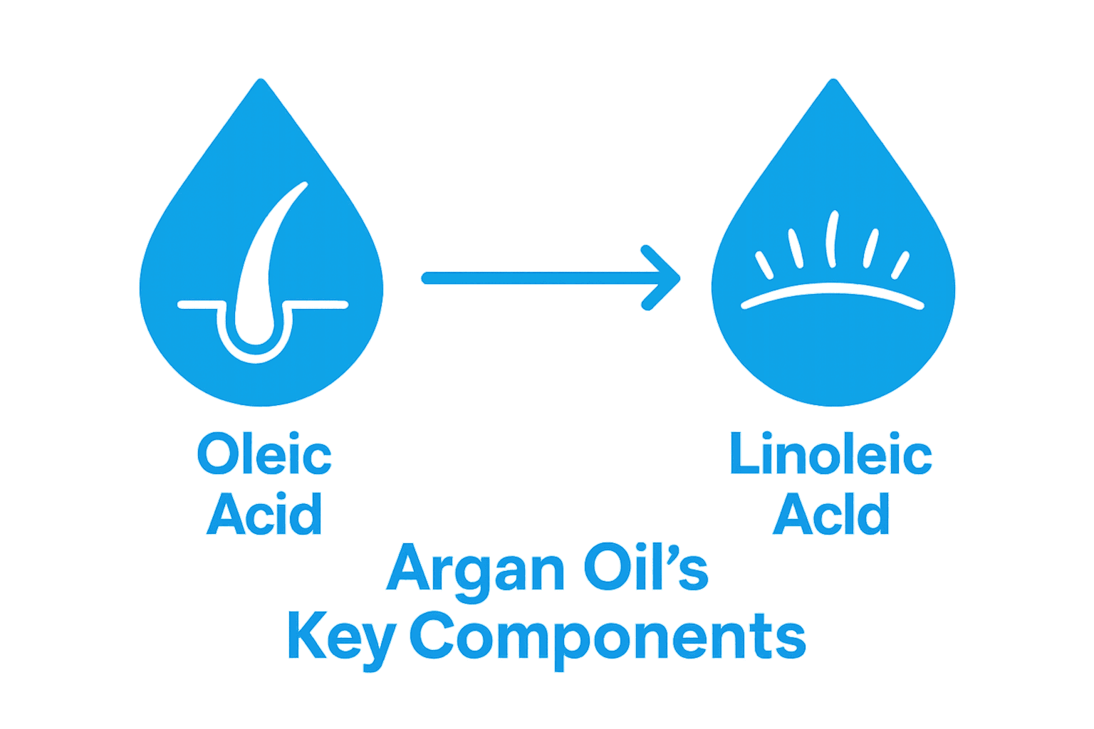 Comparison visualization of argan oil's main hair and scalp nourishing components