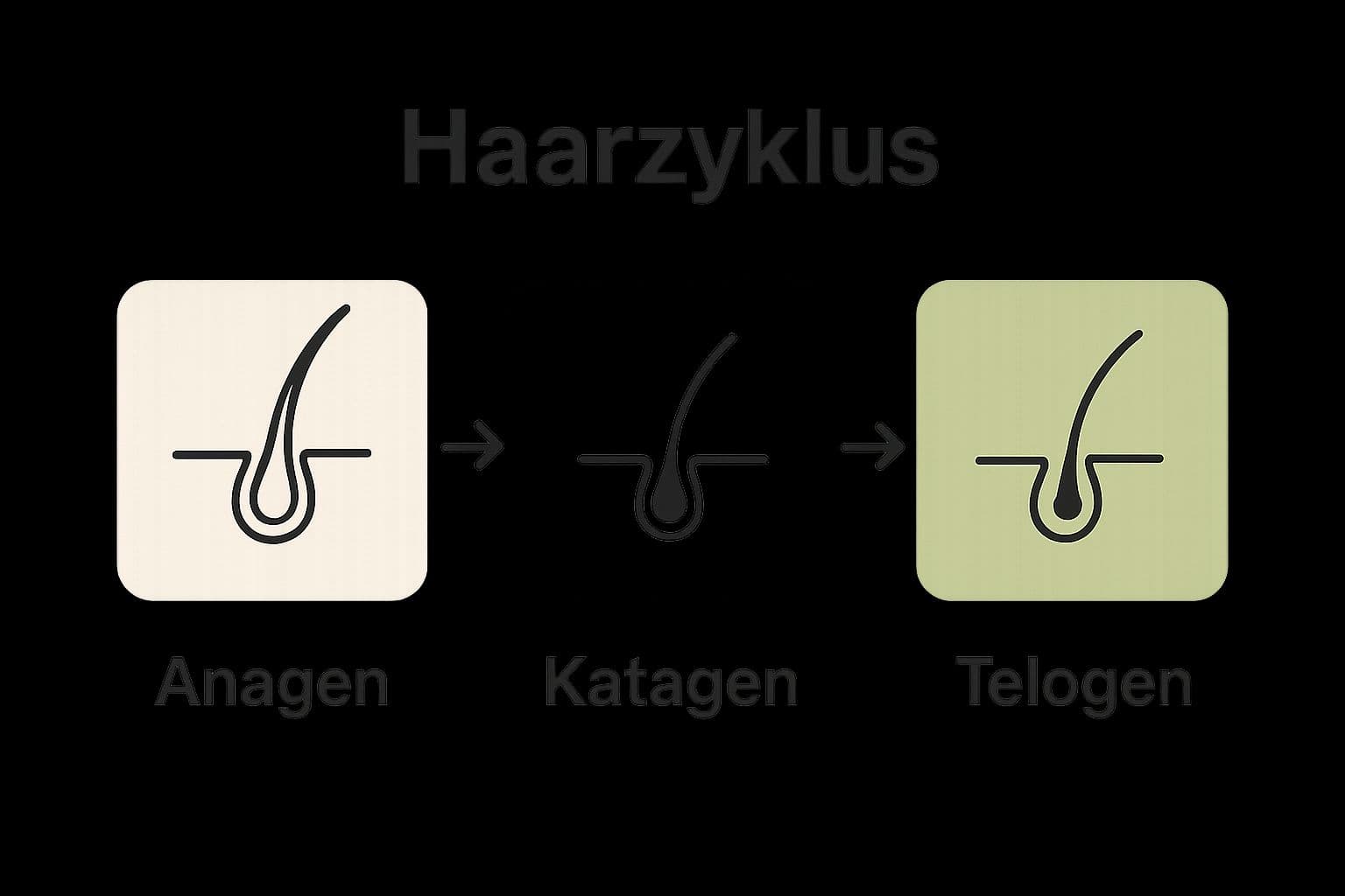 Infografik der drei Haarwachstumsphasen
