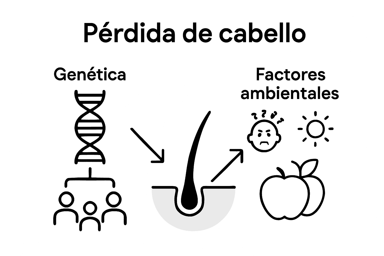 Infographic genetics and environment in hair loss